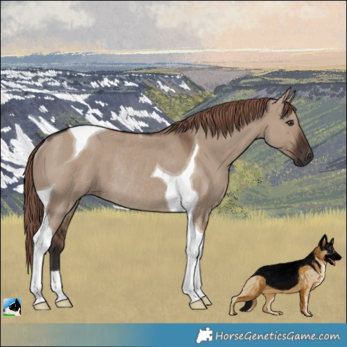 Horse Color:Liver Red Dun Tobiano Rabicano 