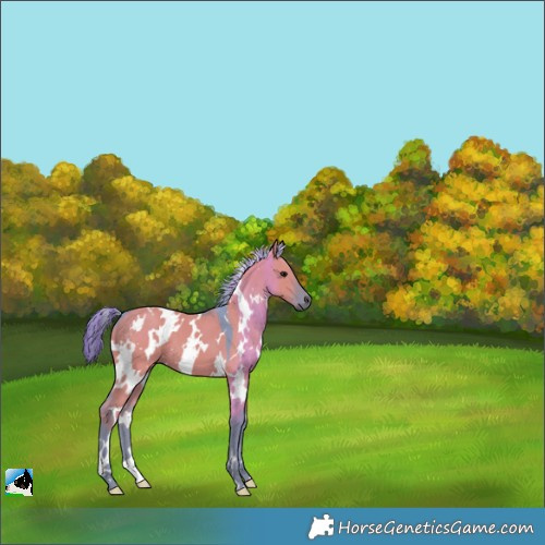 Horse Color:Painted Watercolor White Spotted Grullo 