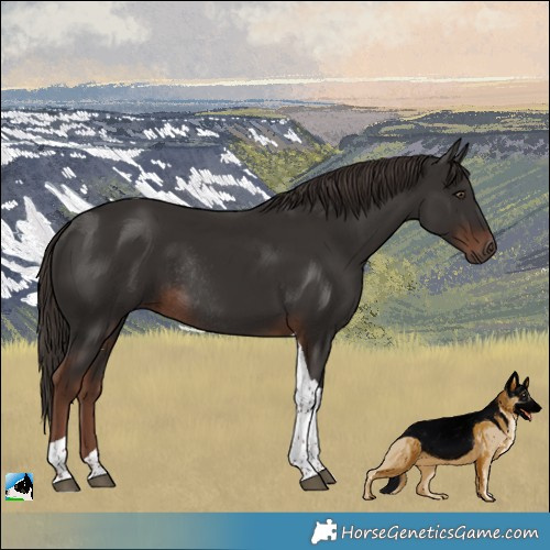 Horse Color:Liver Chestnut Tobiano Rabicano 