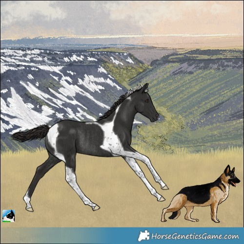 Horse Color:Liver Chestnut Tobiano Rabicano 