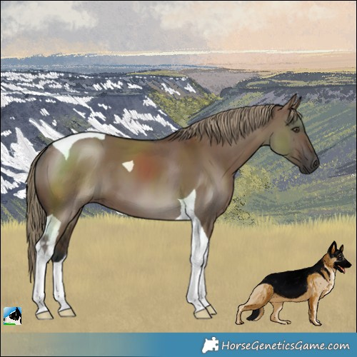 Horse Color:Liver Red Dun Tobiano 