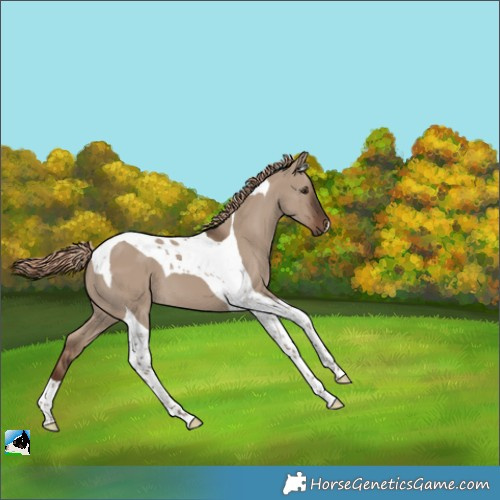 Horse Color:Liver Red Dun Tobiano 
