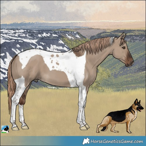 Horse Color:Liver Red Dun Tobiano