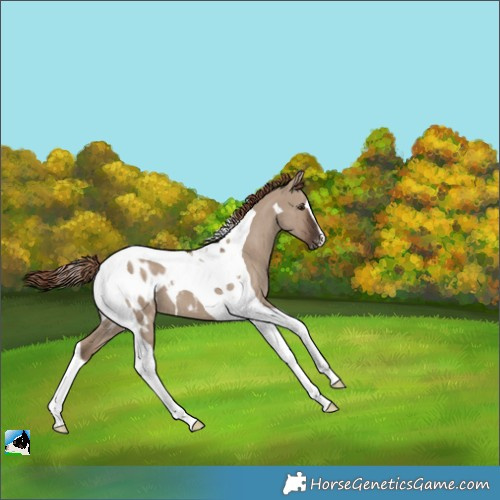 Horse Color:Liver Red Dun Tobiano Appaloosa 
