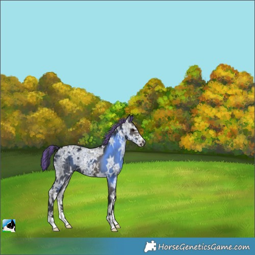 Horse Color:Painted Grullo Ice Sabino Brindle 