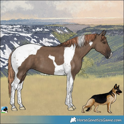 Horse Color:Liver Red Dun Tobiano 