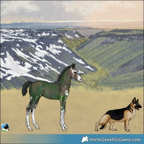Horse Color:Brown Dun Sabino 