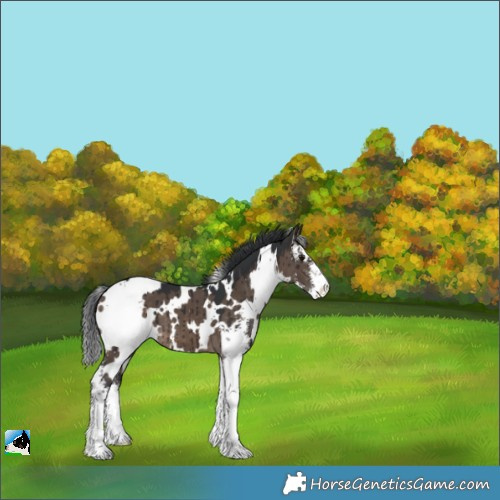 Horse Color:White Spotted Brown Dun Sabino Brindle 