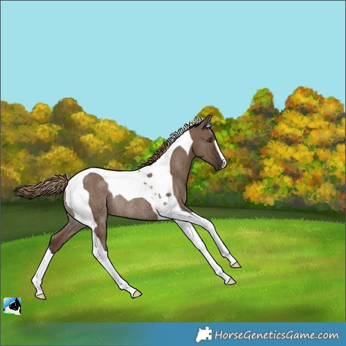 Horse Color:Liver Red Dun Tobiano Rabicano 