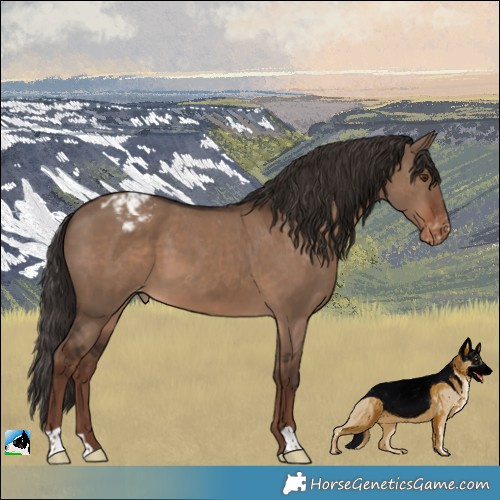 Horse Color:Liver Red Dun Varnish 