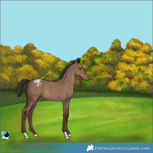 Horse Color:Liver Red Dun Appaloosa 
