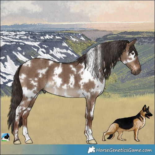 Horse Color:White Spotted Liver Red Dun Brindle