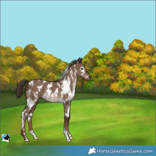 Horse Color:White Spotted Liver Red Dun Brindle 