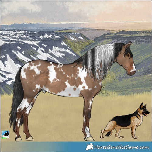 Horse Color:White Spotted Liver Red Dun