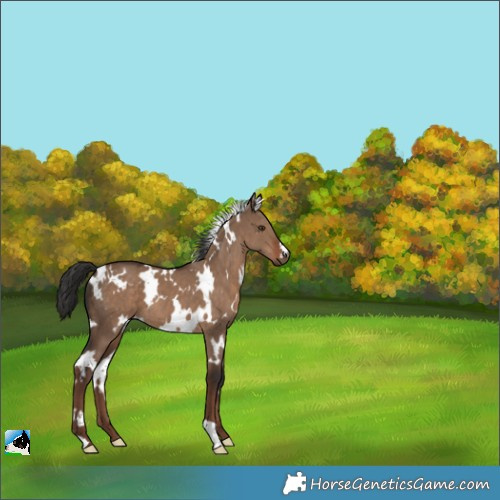 Horse Color:White Spotted Liver Red Dun 