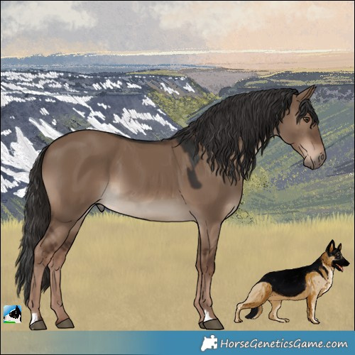 Horse Color:Liver Red Dun