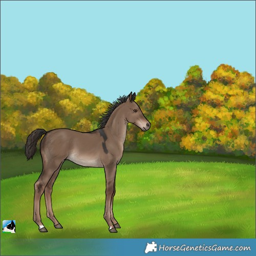 Horse Color:Liver Red Dun 