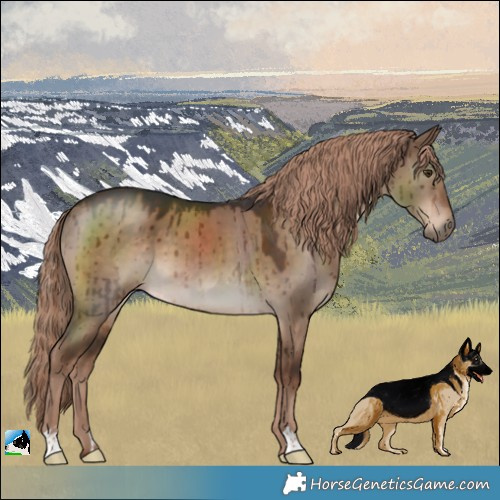 Horse Color:Liver Red Dun Brindle 