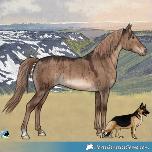 Horse Color:Liver Red Dun Brindle 