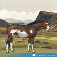 Horse Color:Bay Splash Frame Rabicano