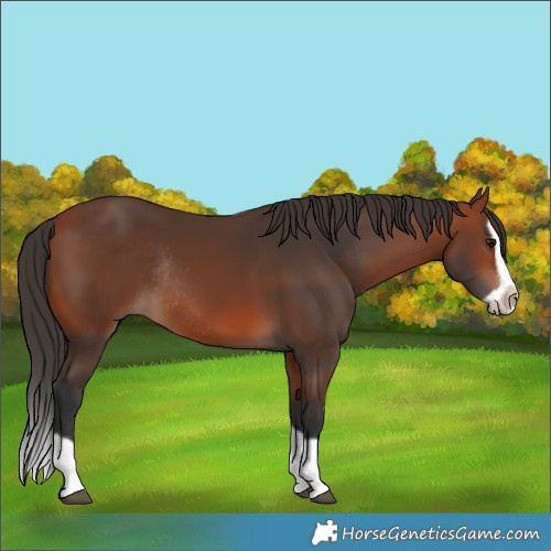 Horse Color:Bay Splash Frame Rabicano