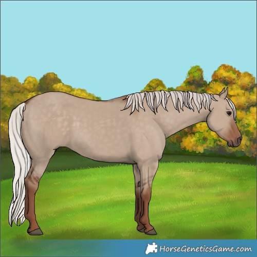 Horse Color:Unknown 