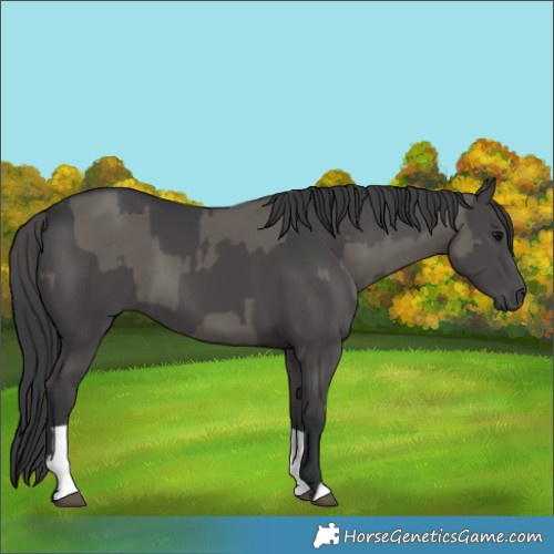 Horse Color:Grullo  and Black 