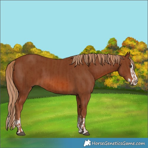 Horse Color:Chestnut  and Chestnut Splash 