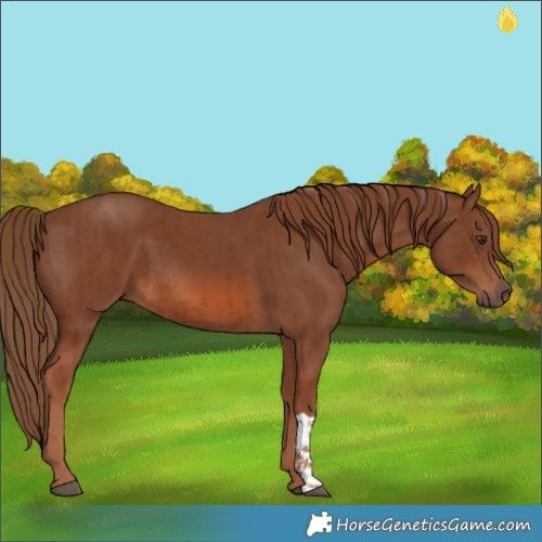 Horse Color:Chestnut  and Chestnut 