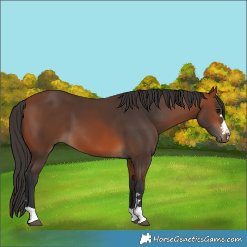 Horse Color:Bay 