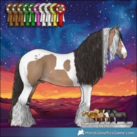 Horse Color:Bay Dun Tobiano