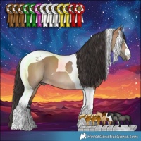 Horse Color:Bay Dun Tobiano