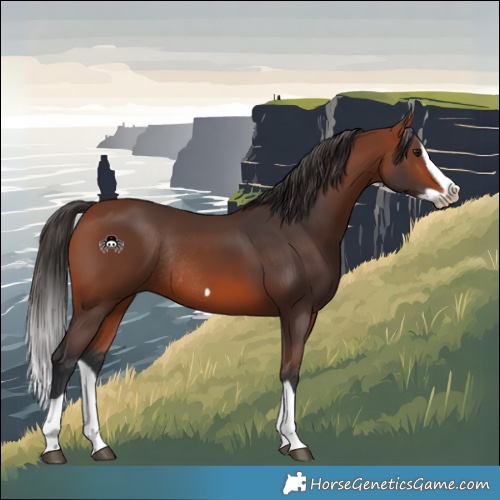 Horse Color:Bay Splash Frame Rabicano 