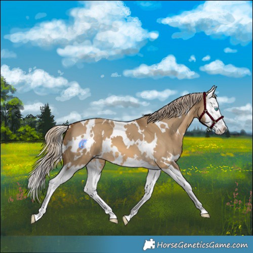 Horse Color:White Spotted Chocolate Palomino Dun Splash 