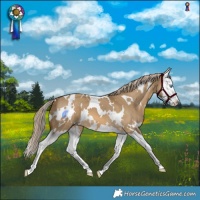 Horse Color:White Spotted Chocolate Palomino Dun Splash