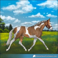 Horse Color:Silver Buckskin Splash Tobiano 