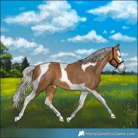 Horse Color:Silver Buckskin Splash Tobiano 