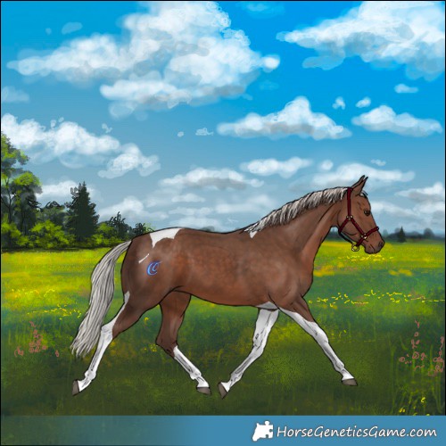 Horse Color:Silver Black Tobiano