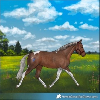 Horse Color:Silver Black Tobiano