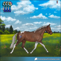 Horse Color:Silver Black Tobiano