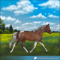 Horse Color:Silver Black Tobiano 