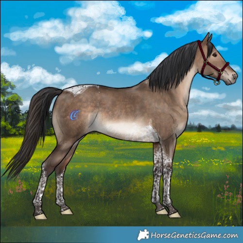 Horse Color:Brown Dun Tobiano Rabicano 