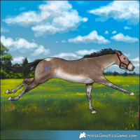 Horse Color:Brown Dun Tobiano Rabicano