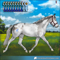 Horse Color:Gray Silver Brown Splash Tobiano Blanket 