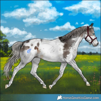 Horse Color:Gray Silver Brown Splash Tobiano Appaloosa 