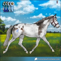 Horse Color:Gray Silver Brown Splash Tobiano Appaloosa