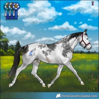 Horse Color:Gray Brown Splash Tobiano Rabicano