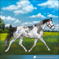 Horse Color:Gray Brown Splash Tobiano Rabicano 