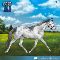 Horse Color:Gray Brown Splash Tobiano Rabicano 