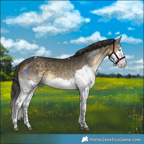 Horse Color:Buckskin Splash Tobiano Rabicano 